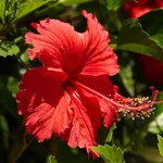 fiore di ibisco rosso