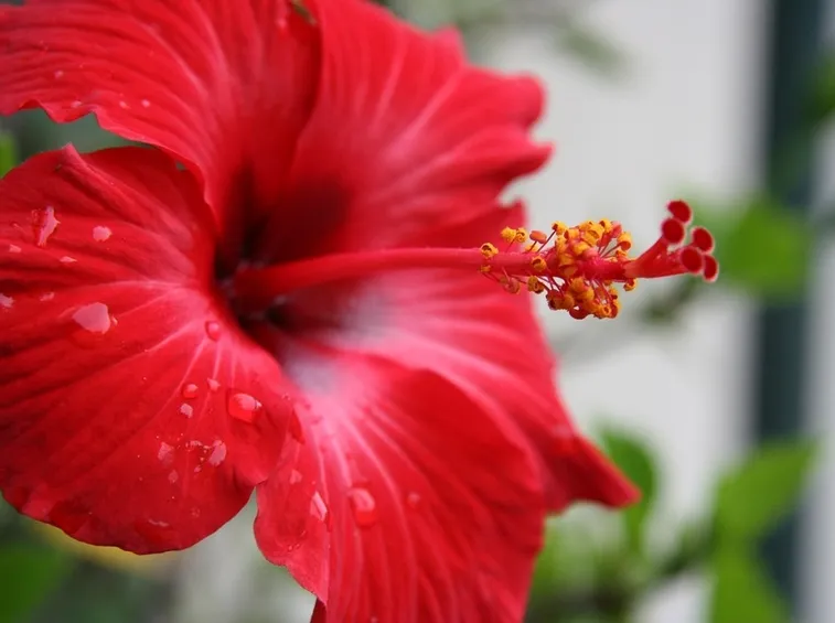 ibisco fiore rosso