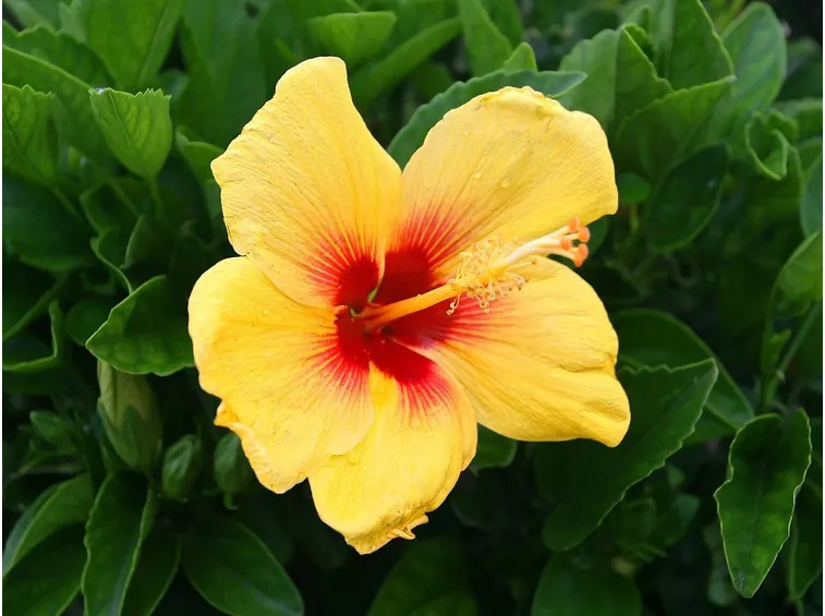 ibisco giallo