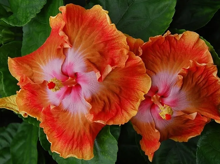 Ibisco arancione