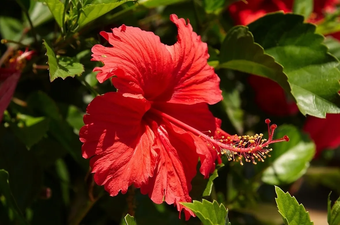 fiore di ibisco rosso
