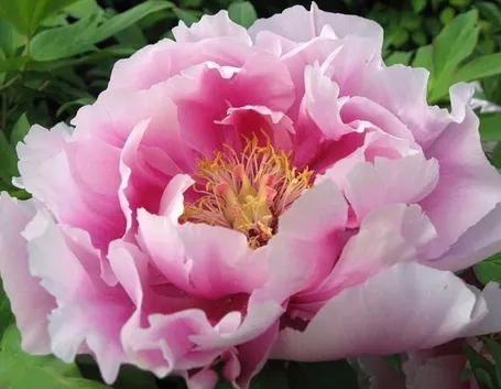 Peonia