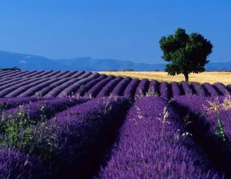 Coltivazioni di lavanda
