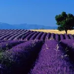 Coltivazioni di lavanda