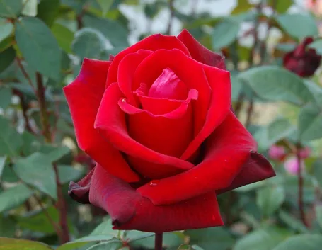 Rosa rossa