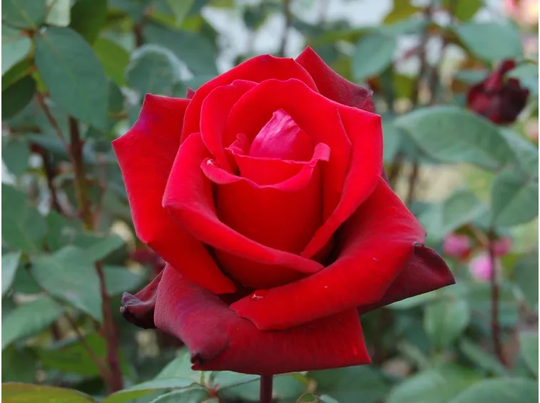 Rosa rossa