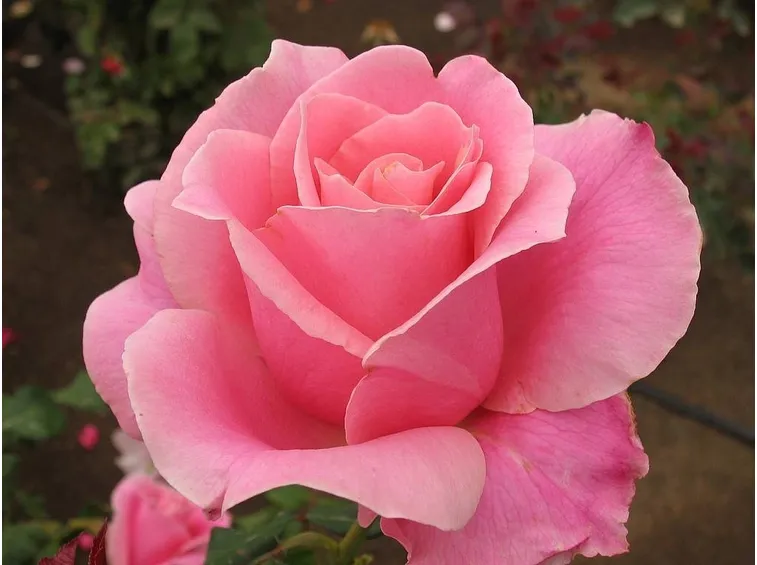 Rosa rosa