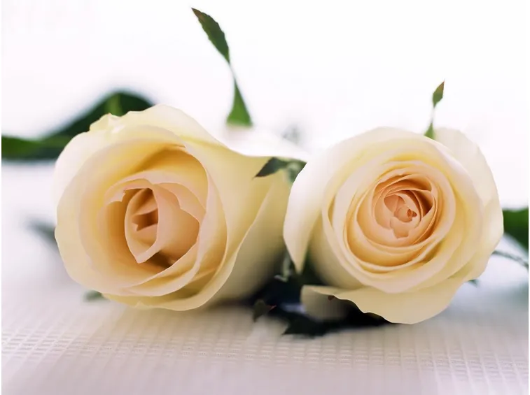 Rosa bianca