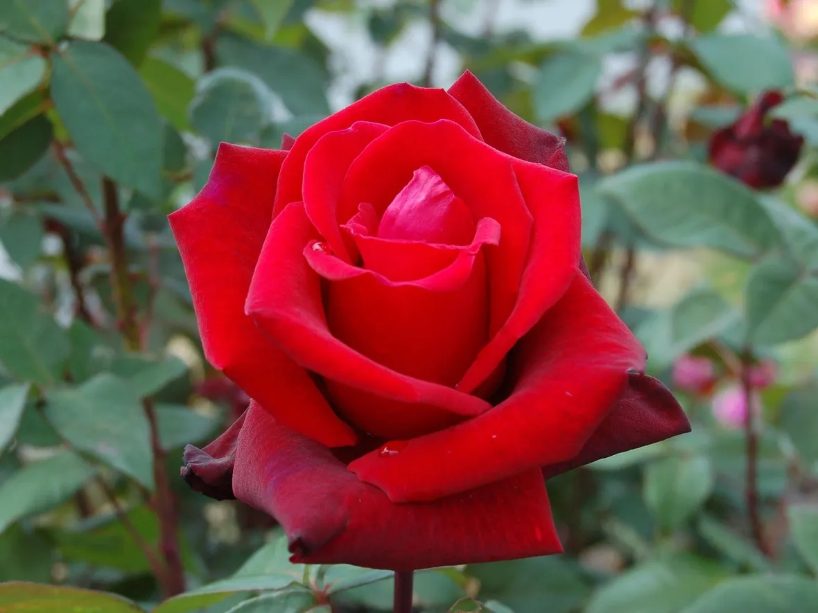 Rosa rossa