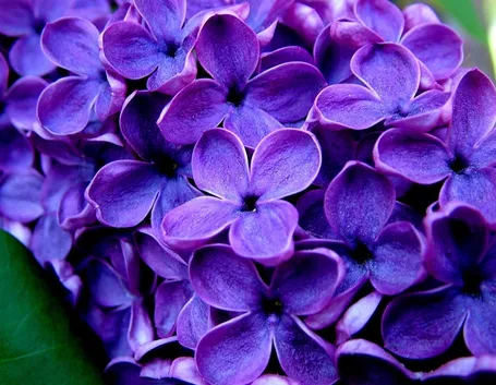 foto fiori viola