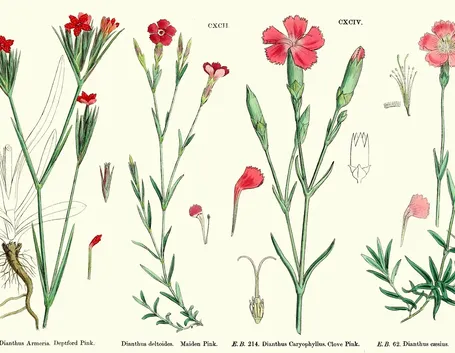 Illustrazione botanica di diverse varietà di Dianthus