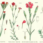 Illustrazione botanica di diverse varietà di Dianthus