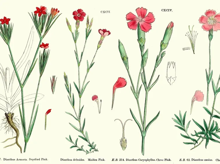 Illustrazione botanica di diverse varietà di Dianthus