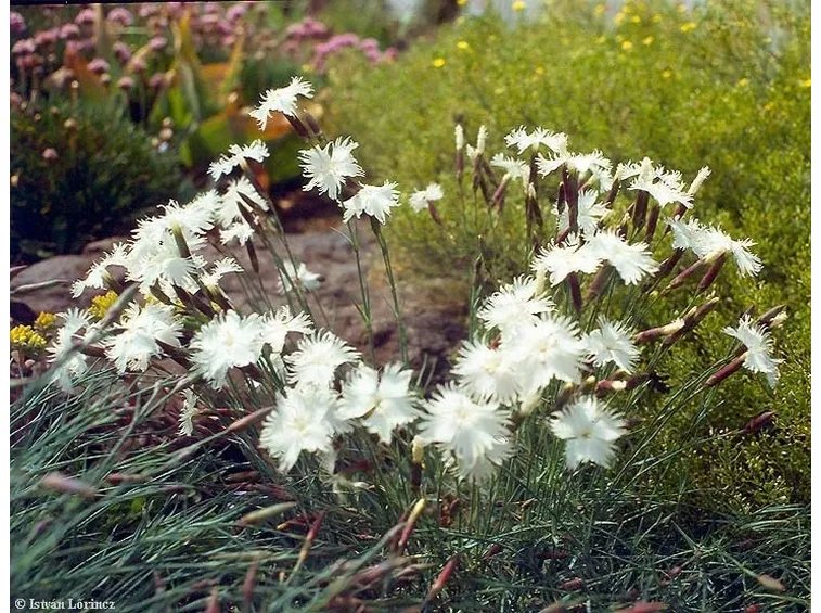 Esemplare di Dianthus plumarius