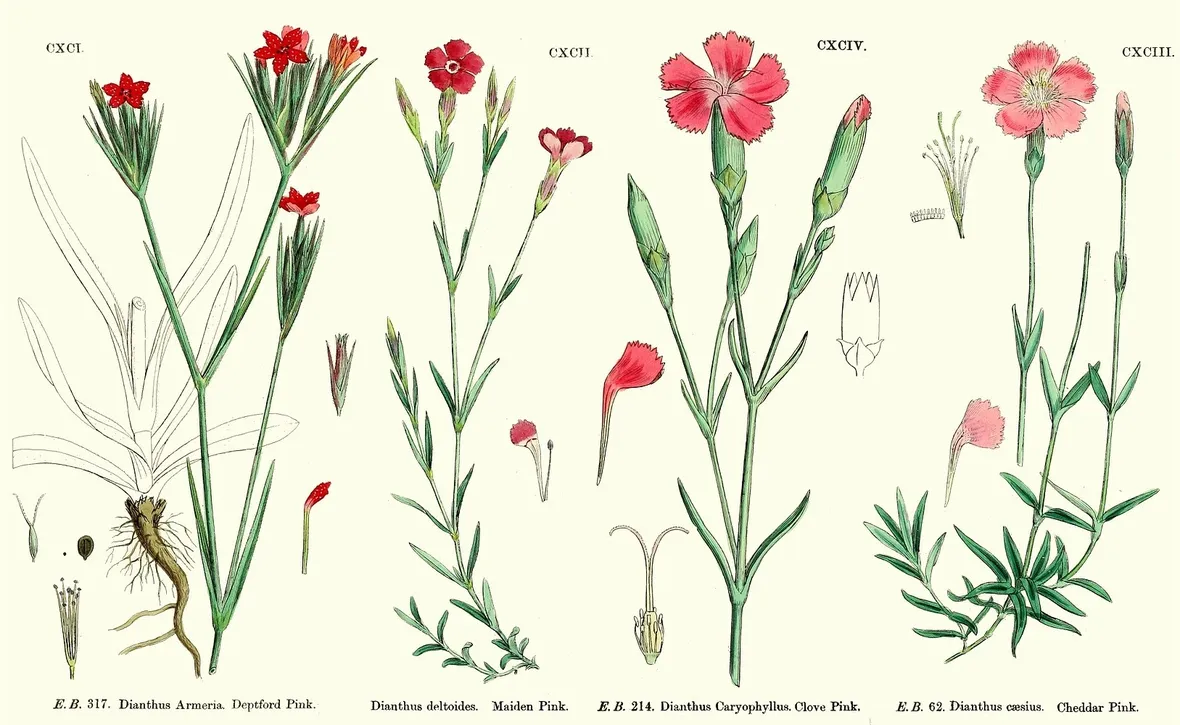 Illustrazione botanica di diverse varietà di Dianthus