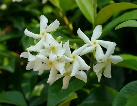 pianta di gelsomino fiori