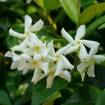 pianta di gelsomino fiori