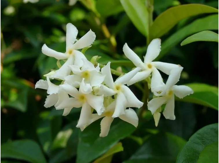 pianta di gelsomino fiori