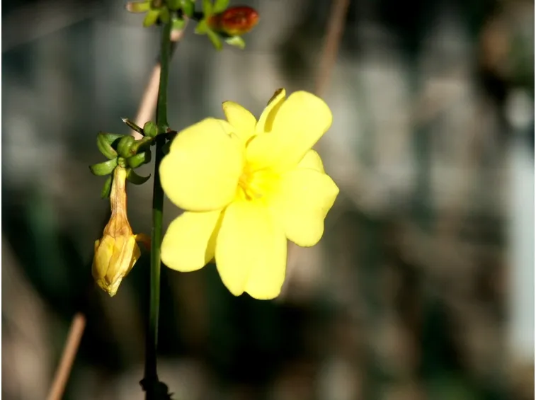 gelsomino giallo fiore