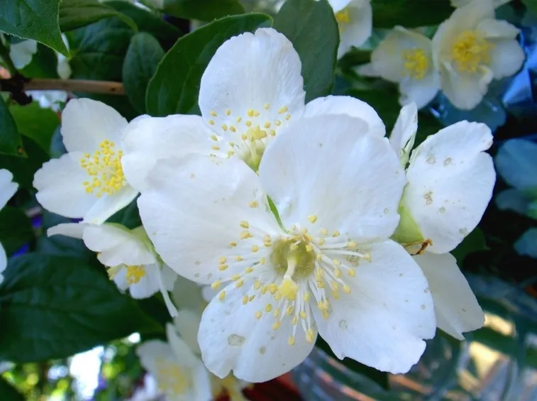 gelsomino notturno fiore