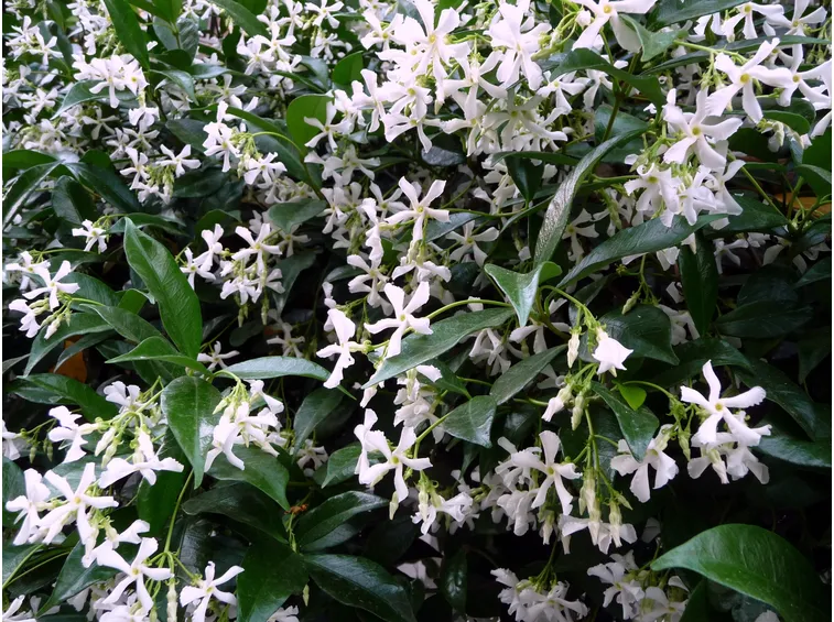 siepe gelsomino bianco