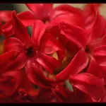 Primo piano di un giacinto rosso