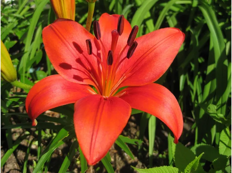giglio arancio