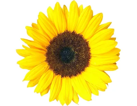 Girasole fiorito