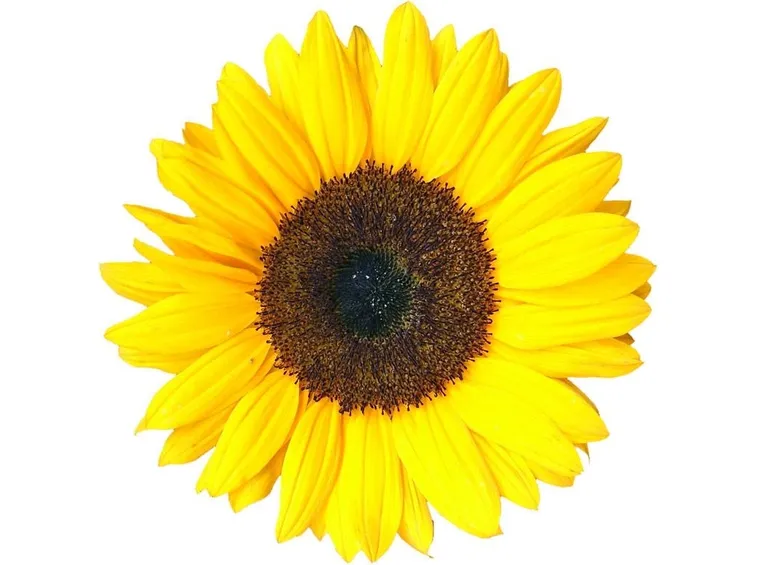 Girasole fiorito