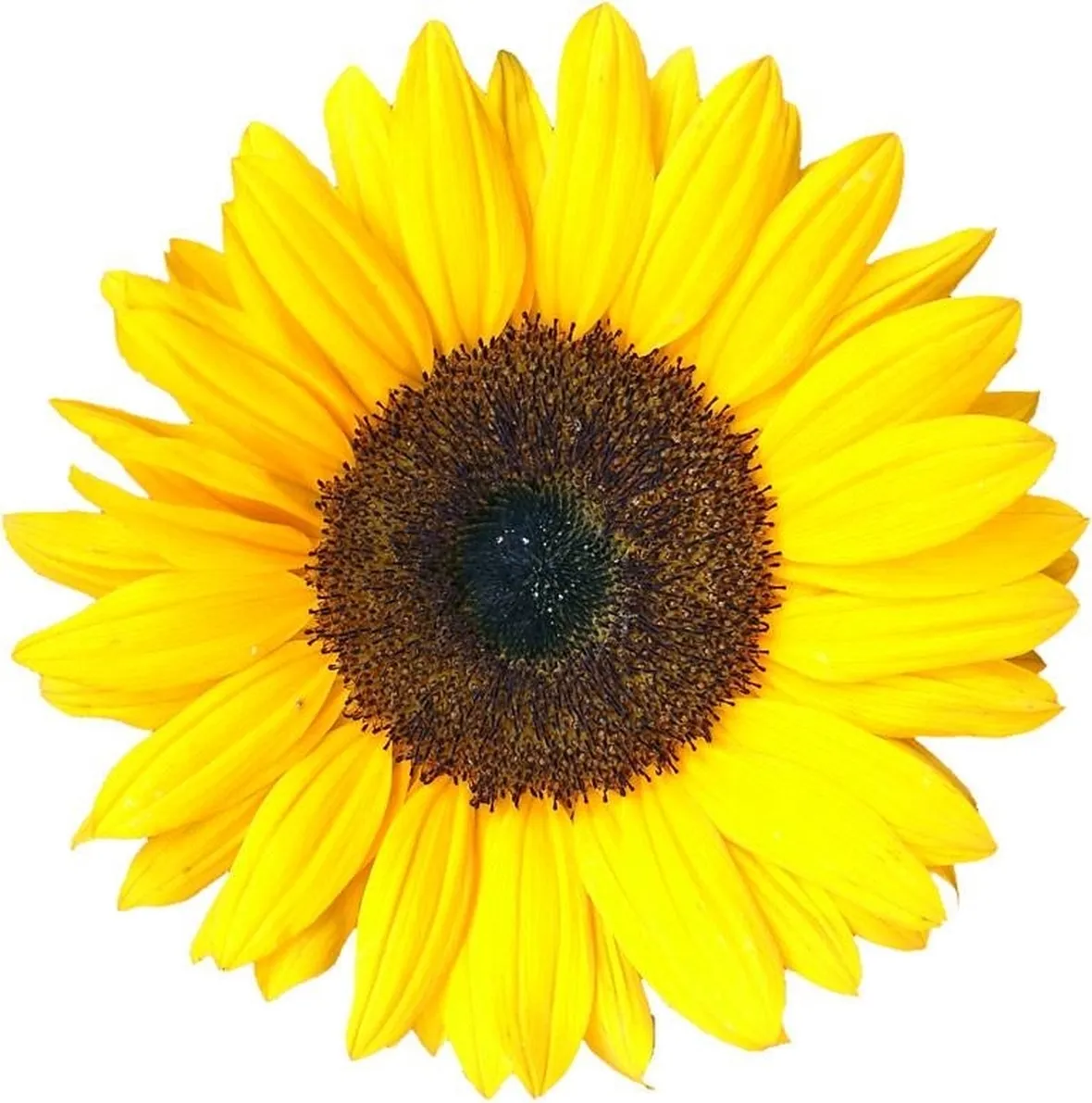 Girasole fiorito