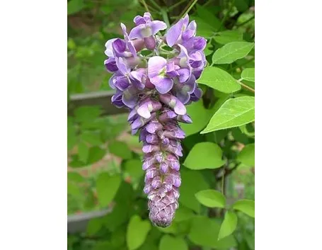 Glicine