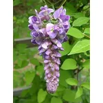 Glicine