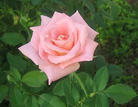 rosa rosa