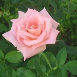 rosa rosa