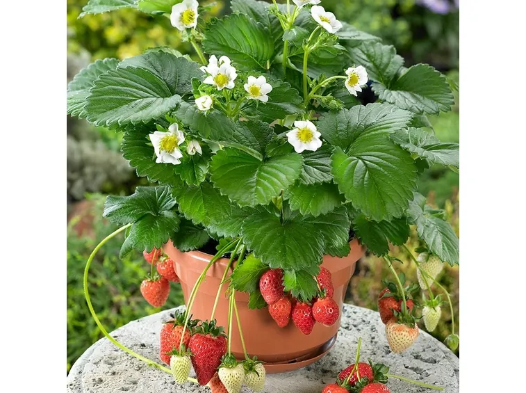 vaso di fragole