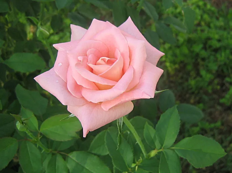 rosa rosa