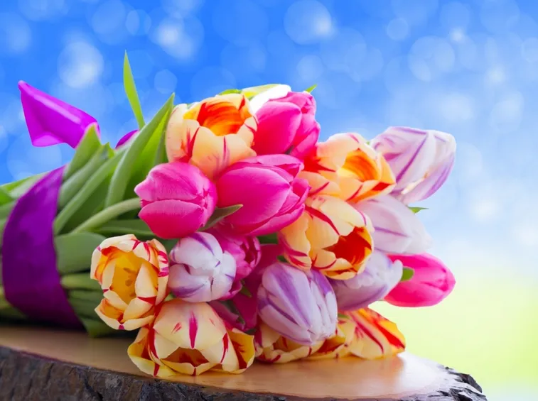 tulipani colorati