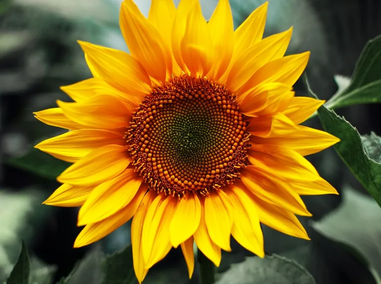 girasole