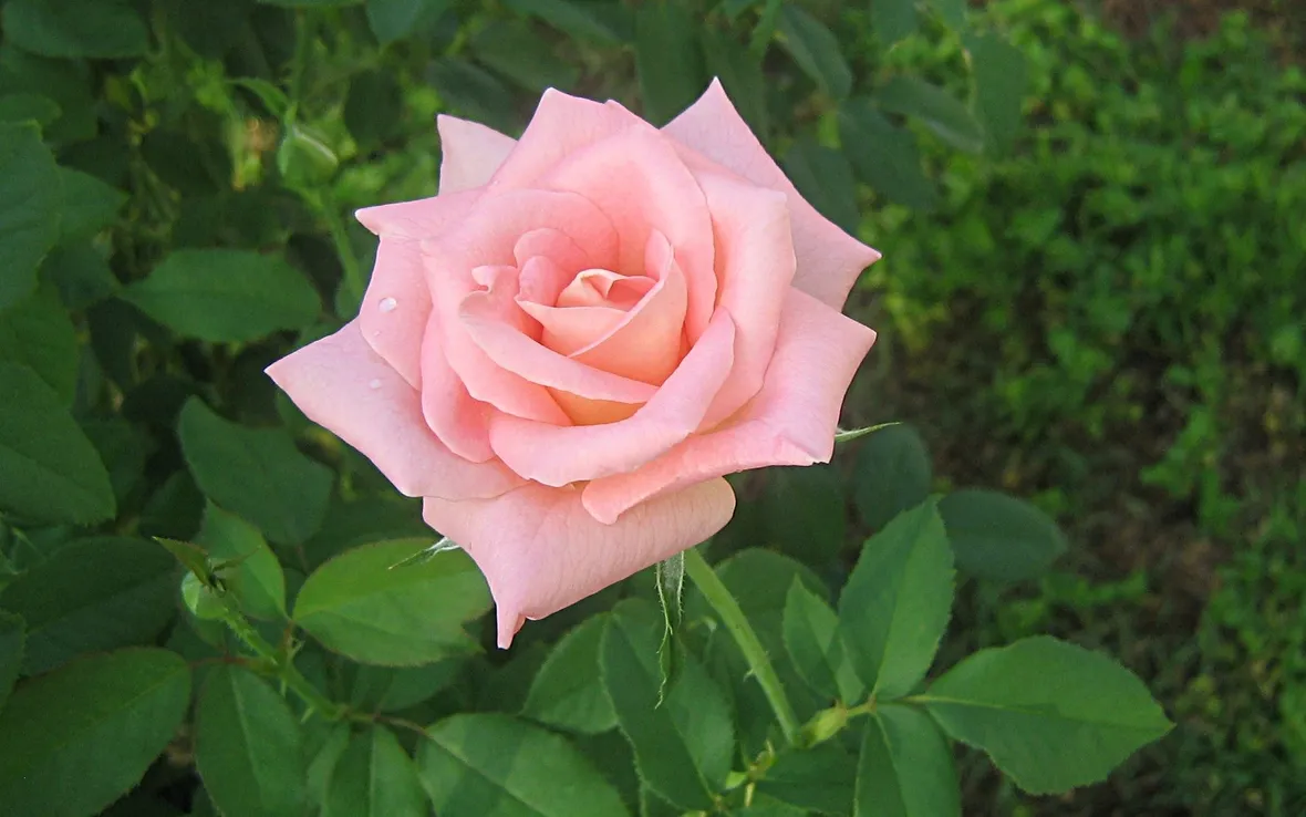 rosa rosa