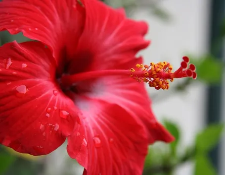 Fiore di ibiscus rosso