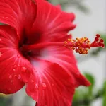 Fiore di ibiscus rosso