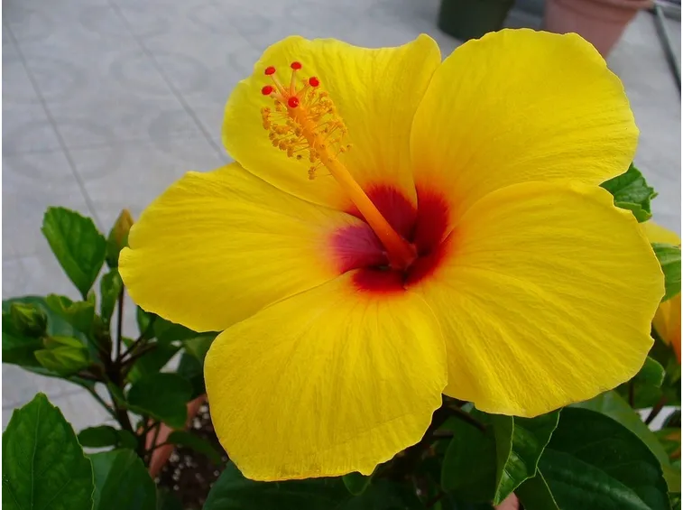 Fiore di ibiscus giallo