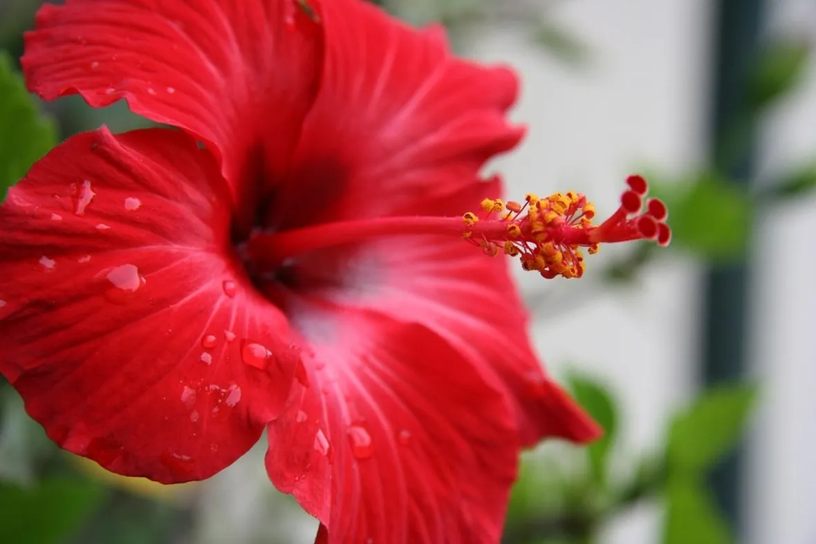 Fiore di ibiscus rosso