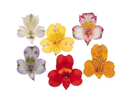 orchidee con colori e significati