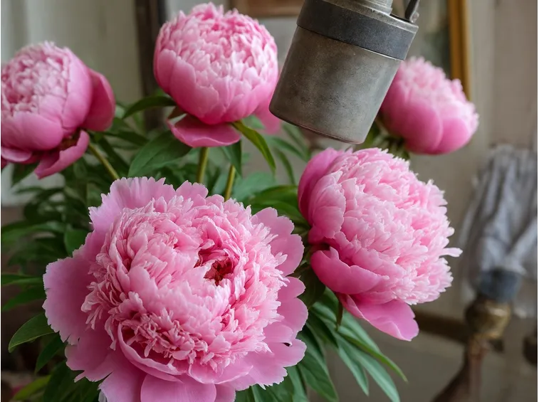 fiori rosa