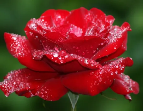 Rosa rossa