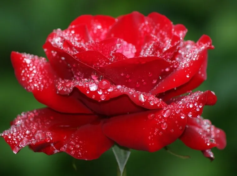 Rosa rossa