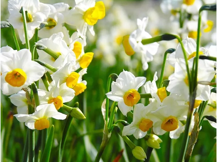 Narcisi