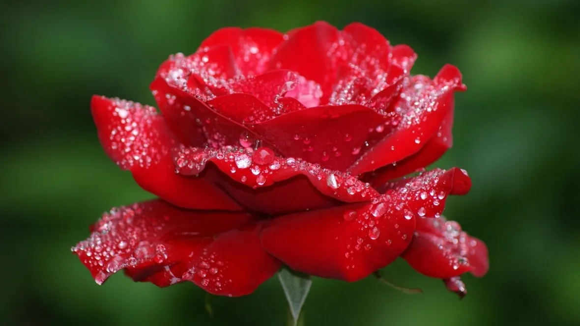 Rosa rossa