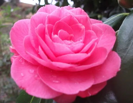 Camelia, simbolo d'amore